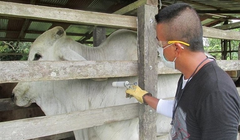 Photo of Ya hay fecha para iniciar con el primer ciclo de vacunación contra la fiebre aftosa
