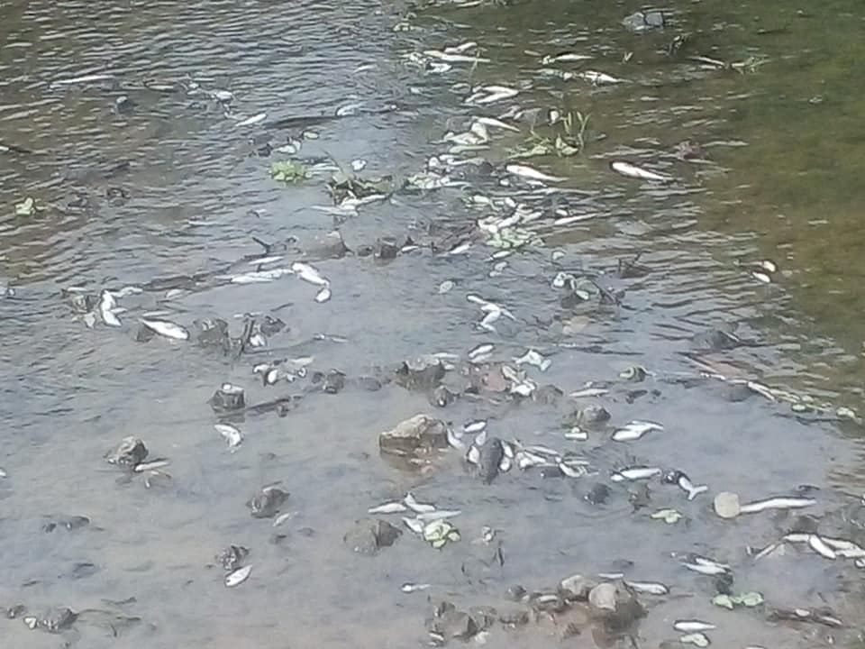 Photo of Denuncian mortandad de peces en quebrada de Puerto Libertador