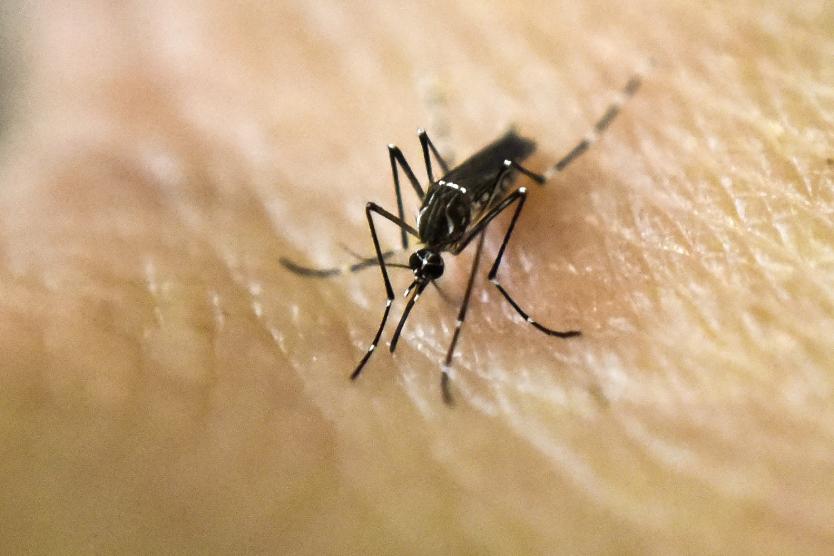 Photo of Mosquito tigre, la nueva amenaza que surge contra la humanidad. Puede transmitir 22 tipos de virus