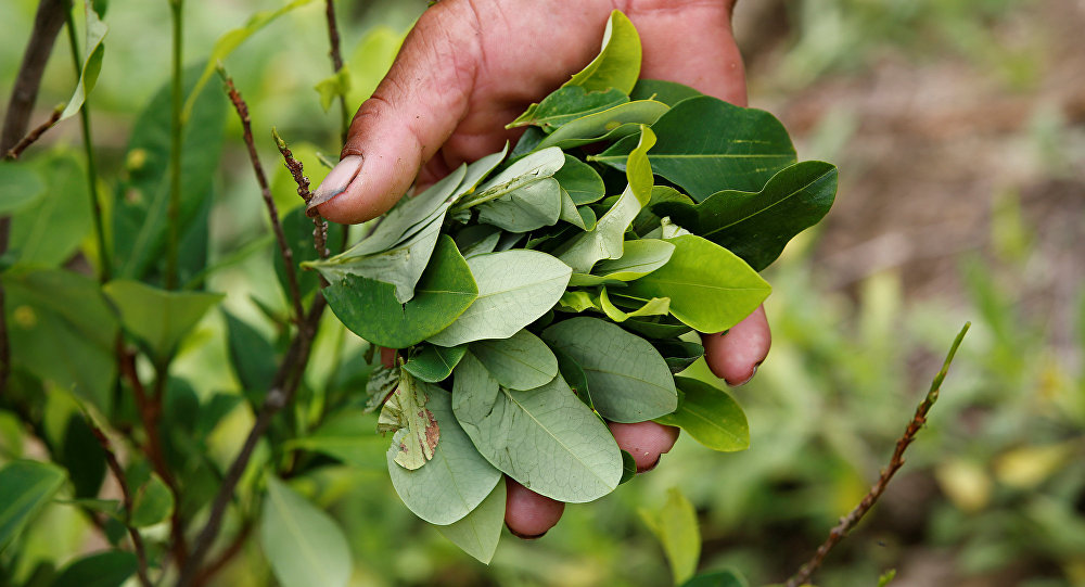 Photo of EE.UU. habría tomado la decisión de dejar de monitorear los cultivos de coca en Colombia