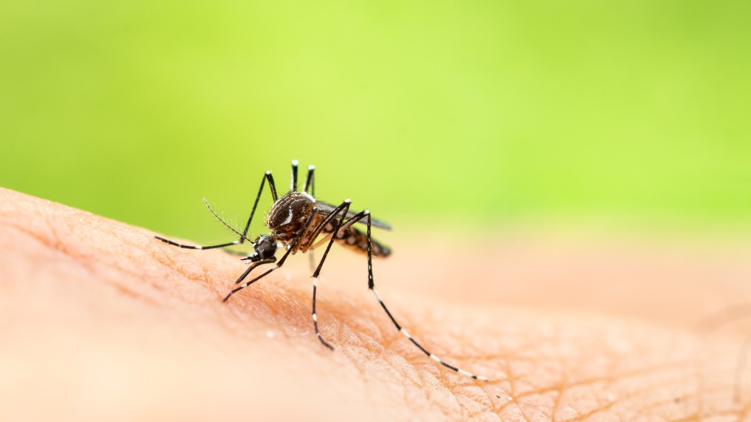 Photo of Alerta por dengue: Instituto Nacional de Salud reportó 7.636 casos en una semana