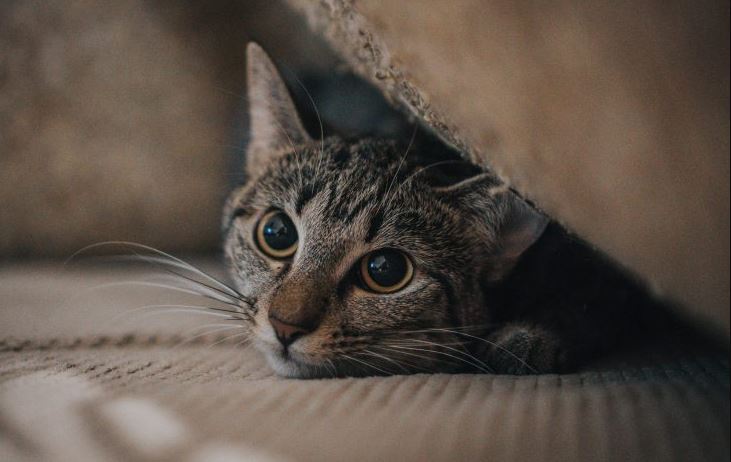 Photo of Unicórdoba estudiará si el coronavirus está en animales domésticos y en murciélagos
