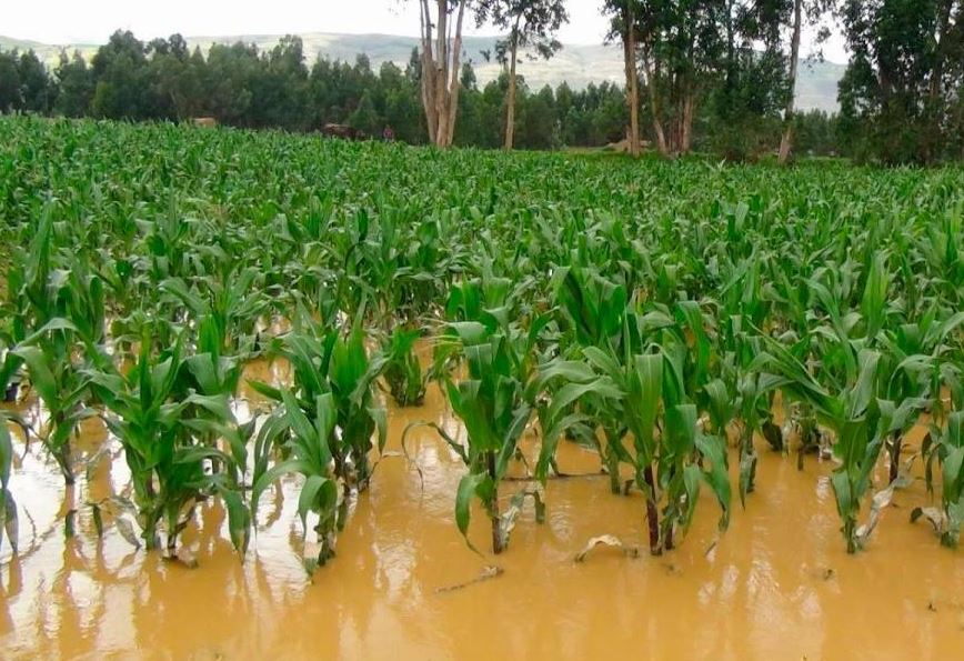 Photo of Más de 200 campesinos de Montelíbano perdieron sus cultivos por temporada invernal