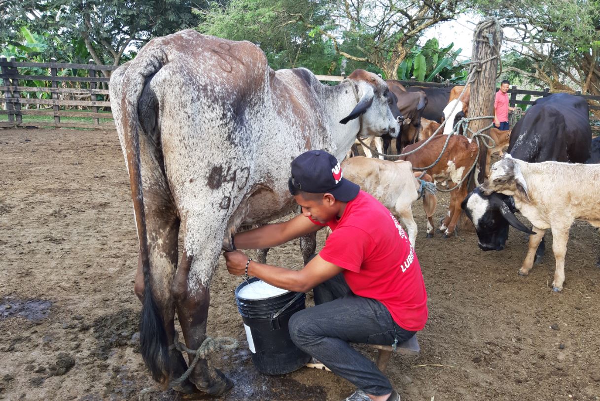 Photo of Sequía golpea la producción lechera en Montería y Planeta Rica
