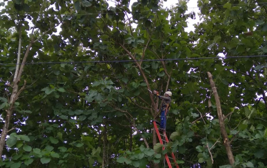 Photo of Con podas de árboles, Electricaribe garantiza el servicio de energía en el San Jorge