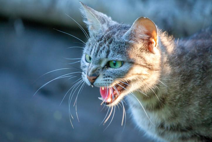 Photo of Mujer murió tras ser mordida por su gato en Neiva