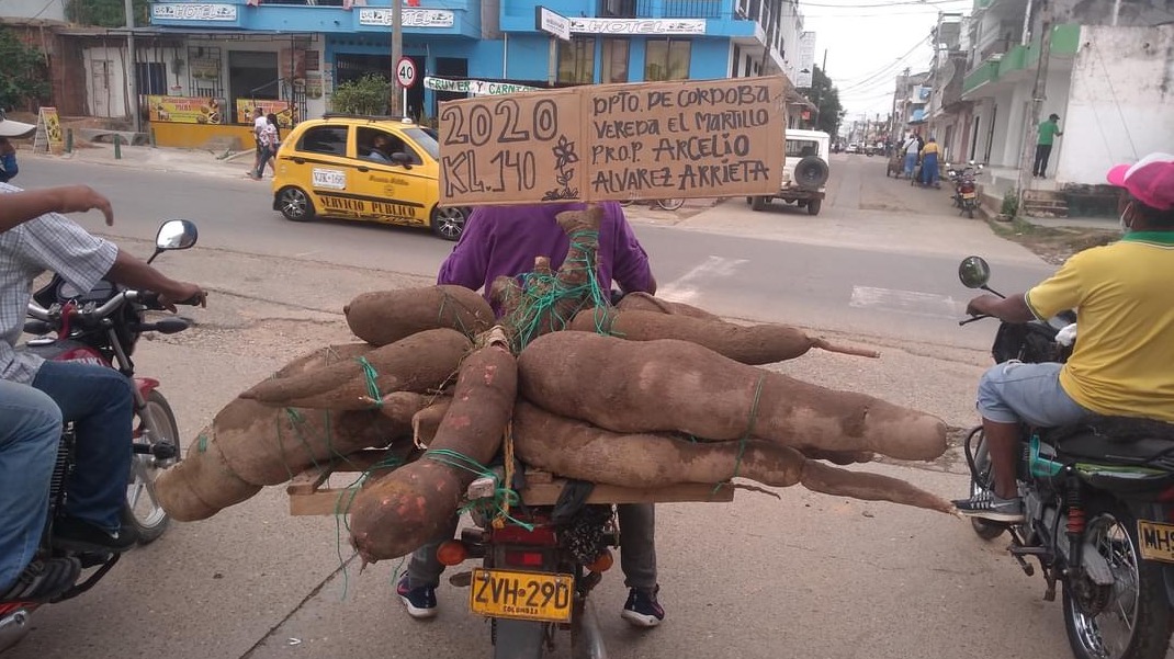 Photo of En Planeta Rica, arrancan yuca que pesa 140 kilos