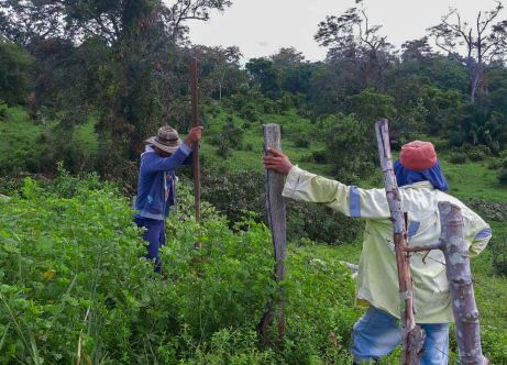 Photo of Primera cosecha de la JAC de La Odisea en Puerto Libertador en alianza con Cerro Matoso