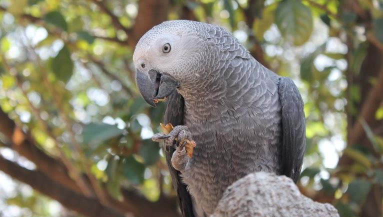 Photo of Zoológico retira a 5 loros que insultaban con vulgaridades a los visitantes