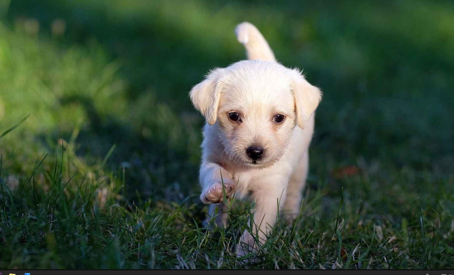 Photo of ¿Es bueno el arroz para los perros?