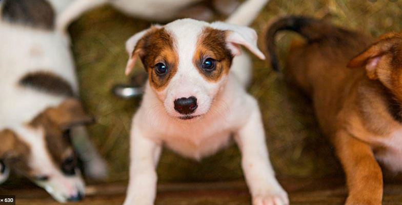 Photo of Para tener en cuenta a la hora de adoptar mascota