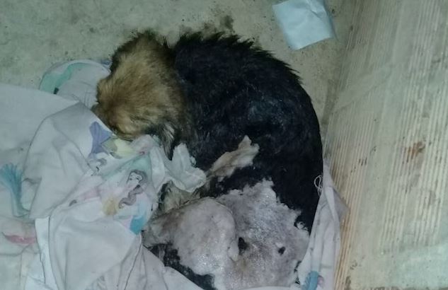Photo of Hombre que habría arrojado ácido a mujer y su perro en Buenavista, no aceptó cargos
