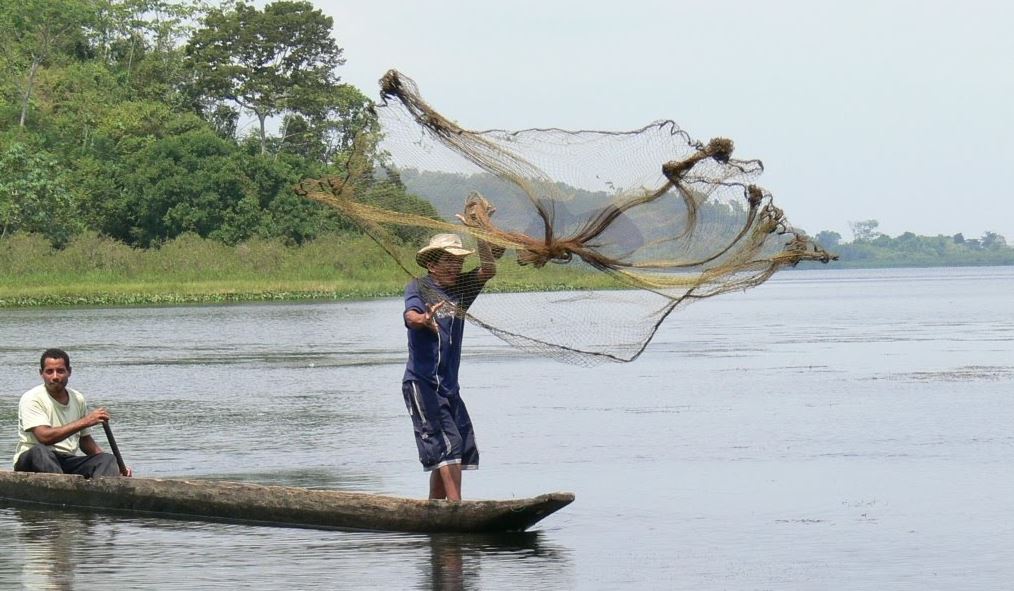 Photo of Las especies de agua dulce están disminuyendo a un ritmo alarmante