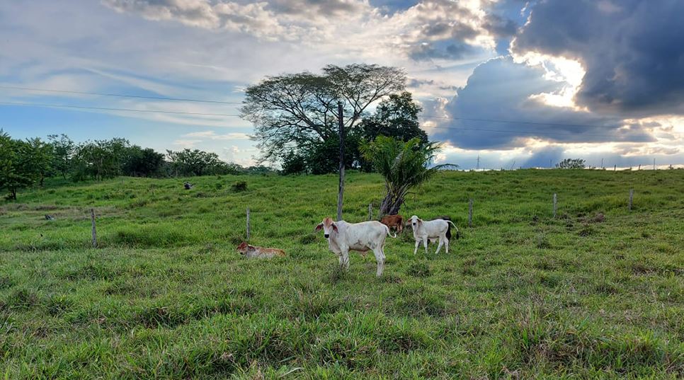 Photo of Abierta convocatoria para compra tierras en Pueblo Nuevo