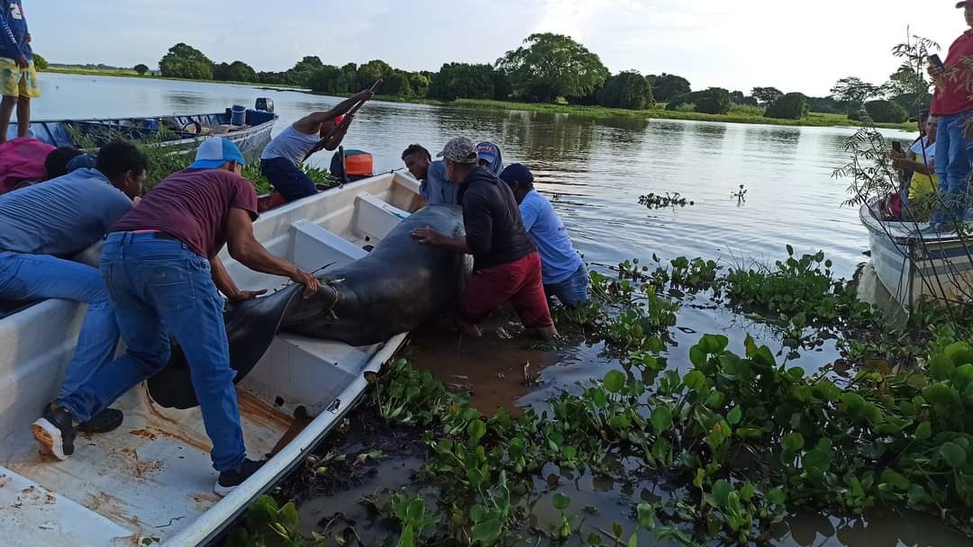 Photo of Mueren dos manatíes en la Ciénaga de Ayapel