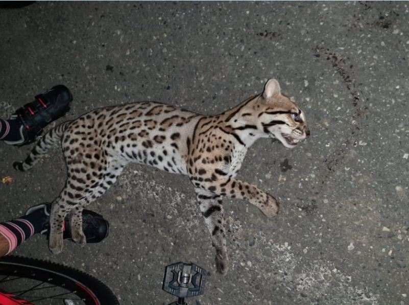 Photo of Según la CVS, accidentes de felinos en Córdoba serían por cambios de movilidad generados por el coronavirus