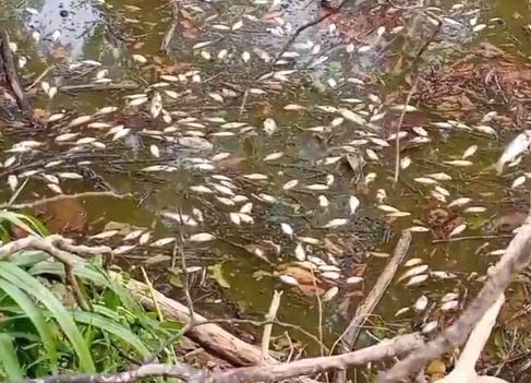 Photo of Reportan mortandad de peces en arroyo de Planeta Rica