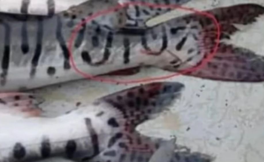 Photo of Apostadores se ganaron el chance con el número que salió en un bagre