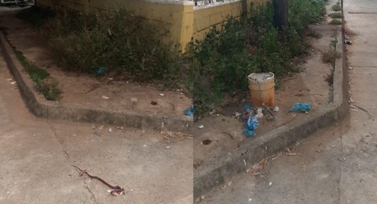 Photo of Parques de La Apartada se han convertido en criaderos de culebras