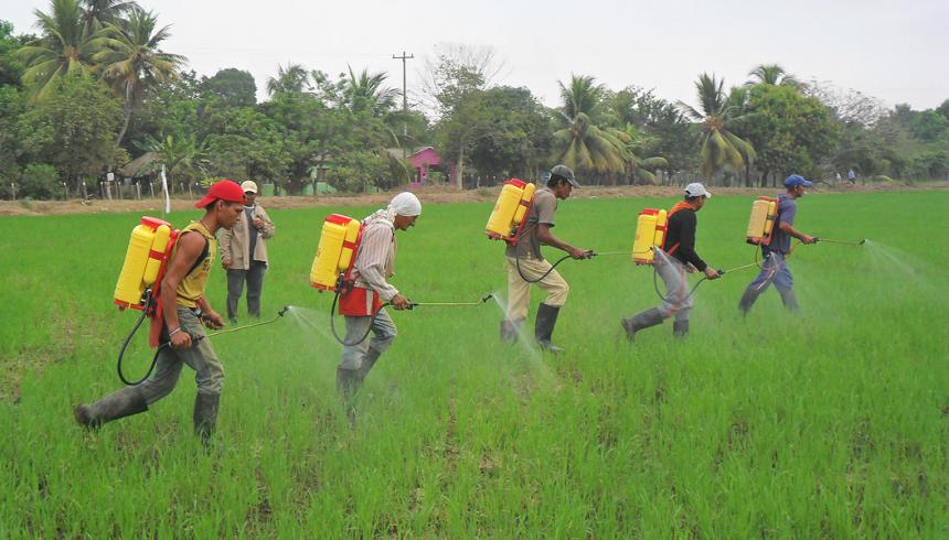Photo of Entregarán insumos agrícolas a campesinos de Montelíbano