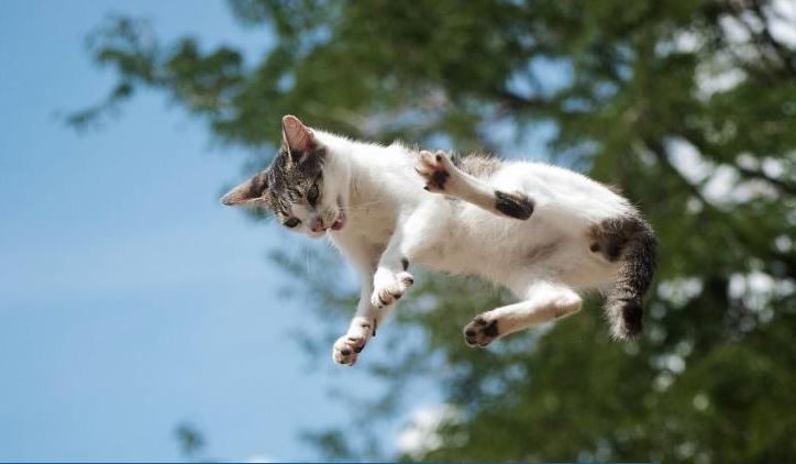 Photo of Mascotas: Cómo educar a un gato agresivo