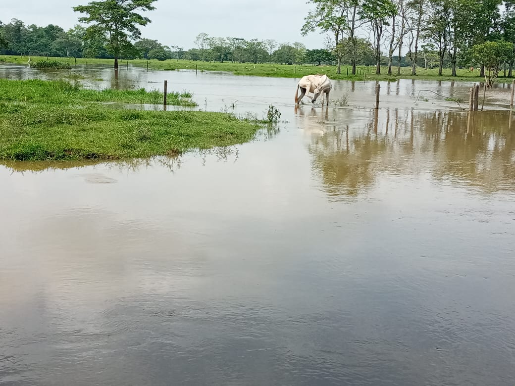 Photo of Más de 15.000 hectáreas sembradas de arroz están en riesgo de perderse por inundaciones en Ayapel