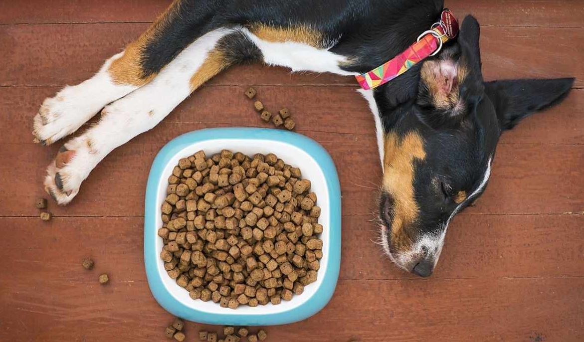 Photo of ¿Qué hacer si mi perro no quiere comer?