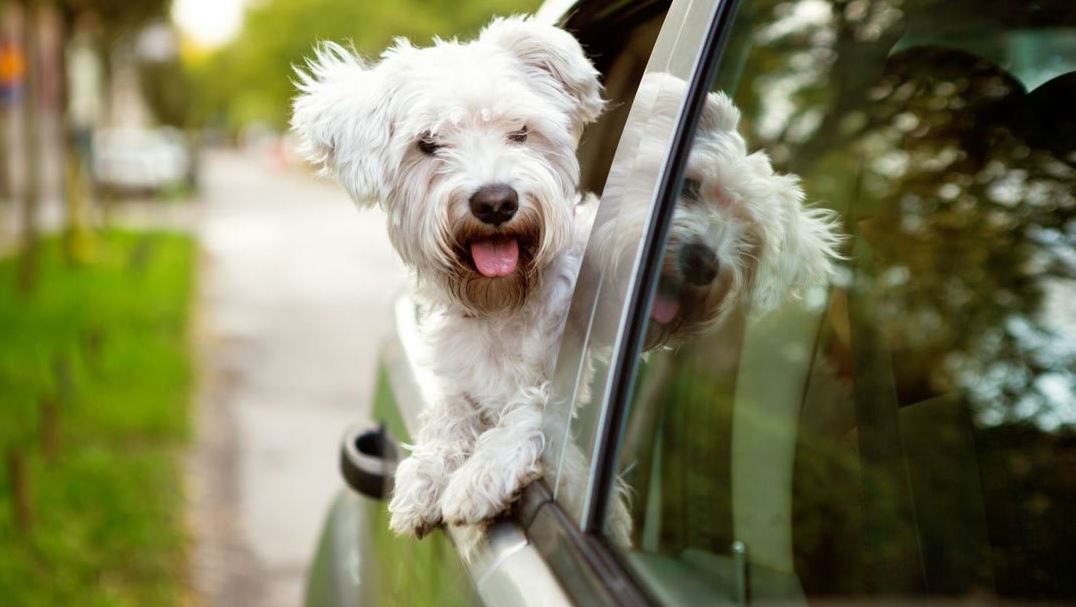 Photo of Los 10 consejos para viajar en carro con sus mascotas