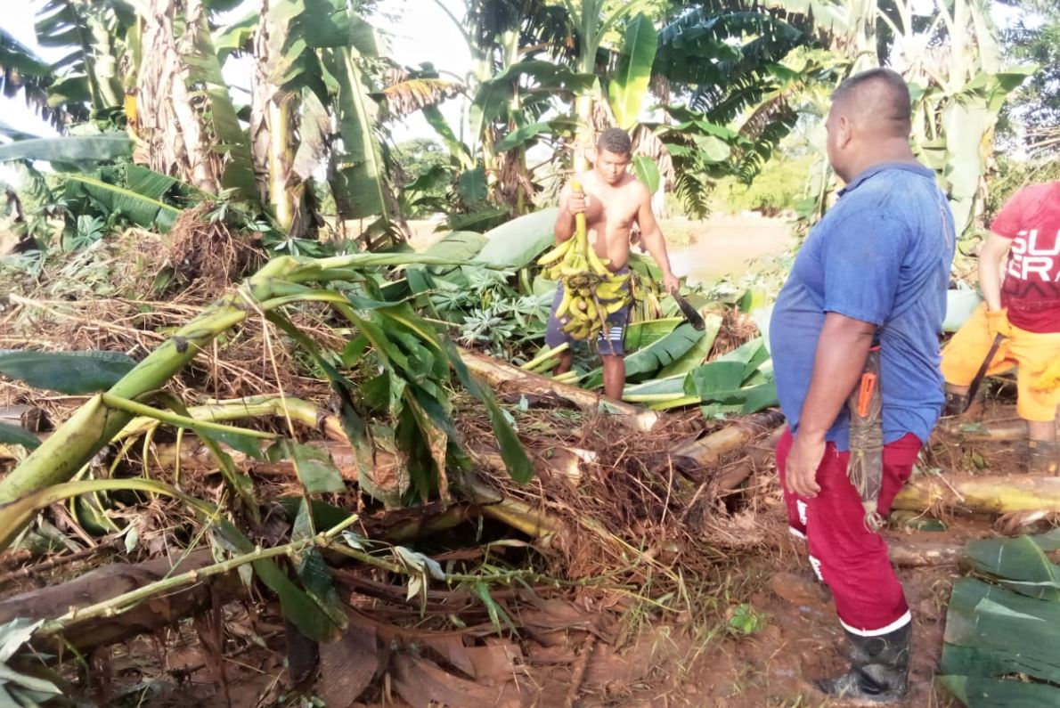 Photo of Creciente de la quebrada Uré arrasó con cultivos en Pueblo Flecha