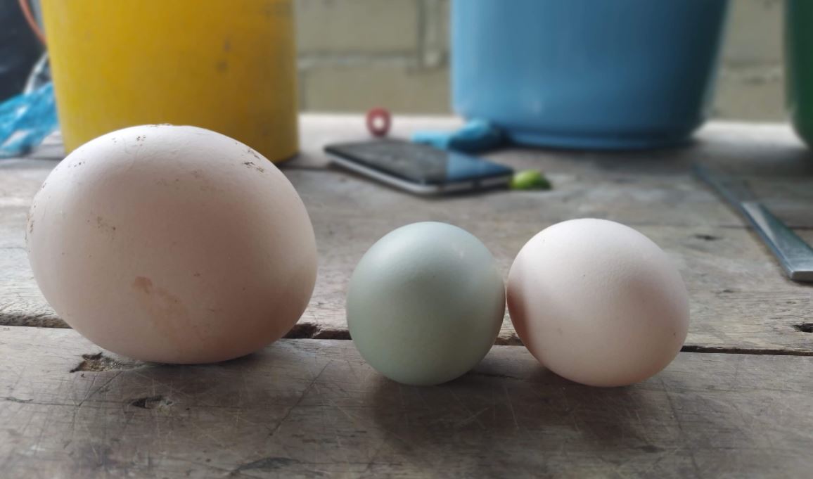 Photo of En Pueblo Nuevo, una gallina puso un huevo gigante de 250 gramos