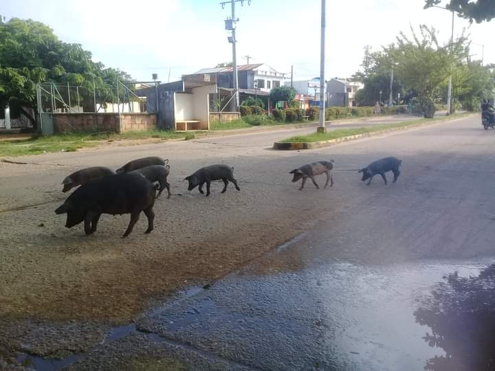 Photo of Marranos sin dueños se pasean por las calles de Ayapel