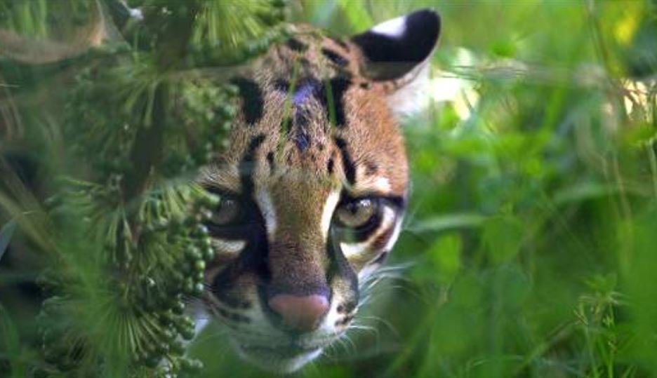 Photo of Felino genera terror entre pequeños ganaderos de Pueblo Nuevo