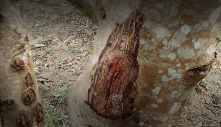 Photo of Aseguran que la Virgen del Carmen apareció en comunidad indígena en Sampués