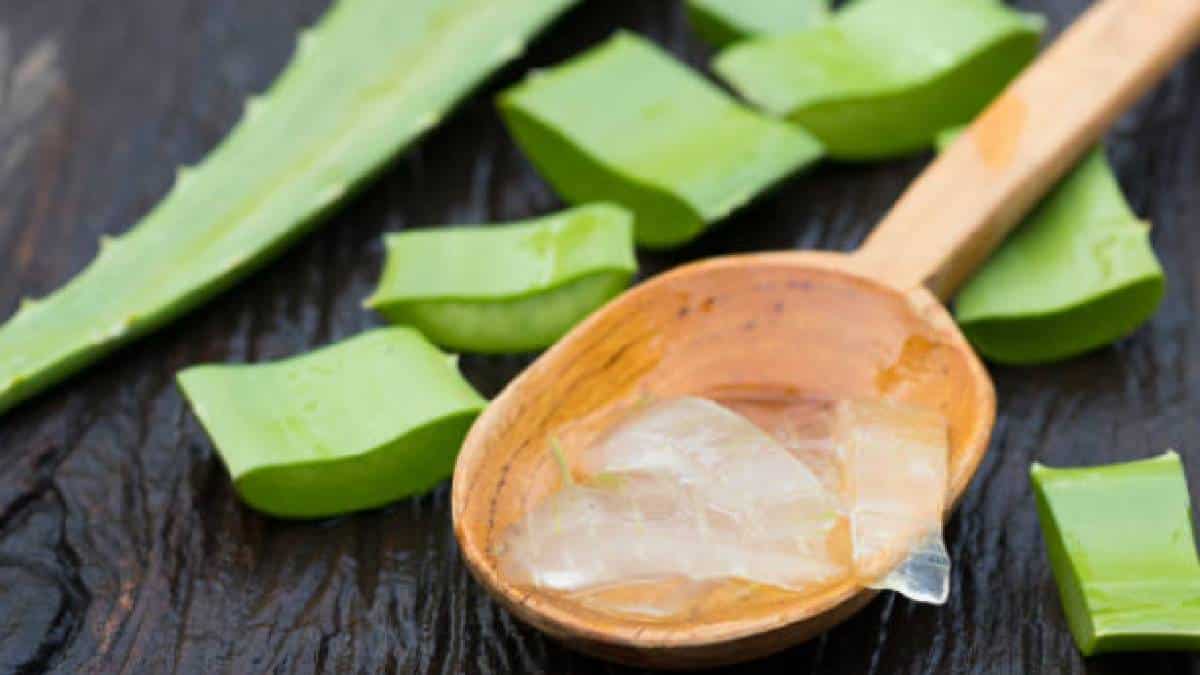 Photo of La sábila y sus propiedades curativas para la piel, el cabello y el organismo