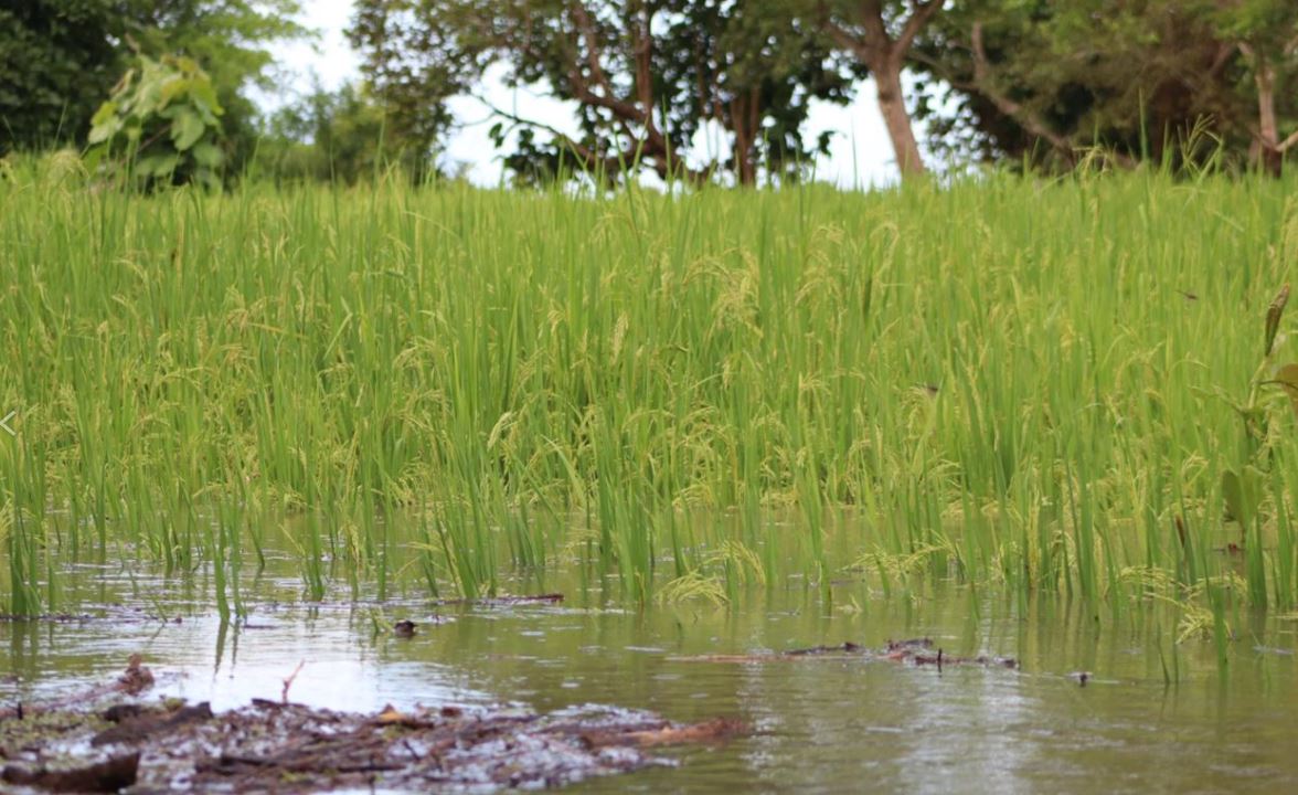 Photo of Cerca de 6 mil hectáreas cultivadas de arroz se afectaron por inundaciones en Ayapel