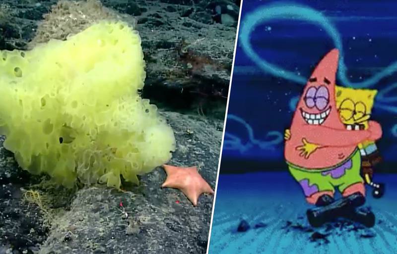 Photo of Encuentran la versión real de Bob Esponja y Patricio en el Atlántico