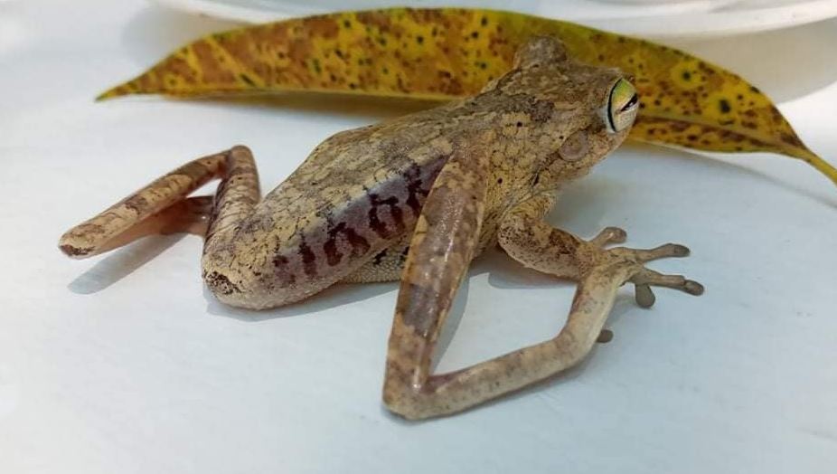 Photo of Siguen apareciendo ranas con números en sus patas en Córdoba