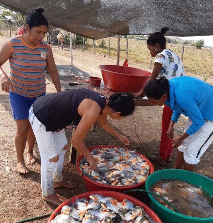 Photo of En el Sur de Córdoba, mujeres aportan al desarrollo de la acuicultura