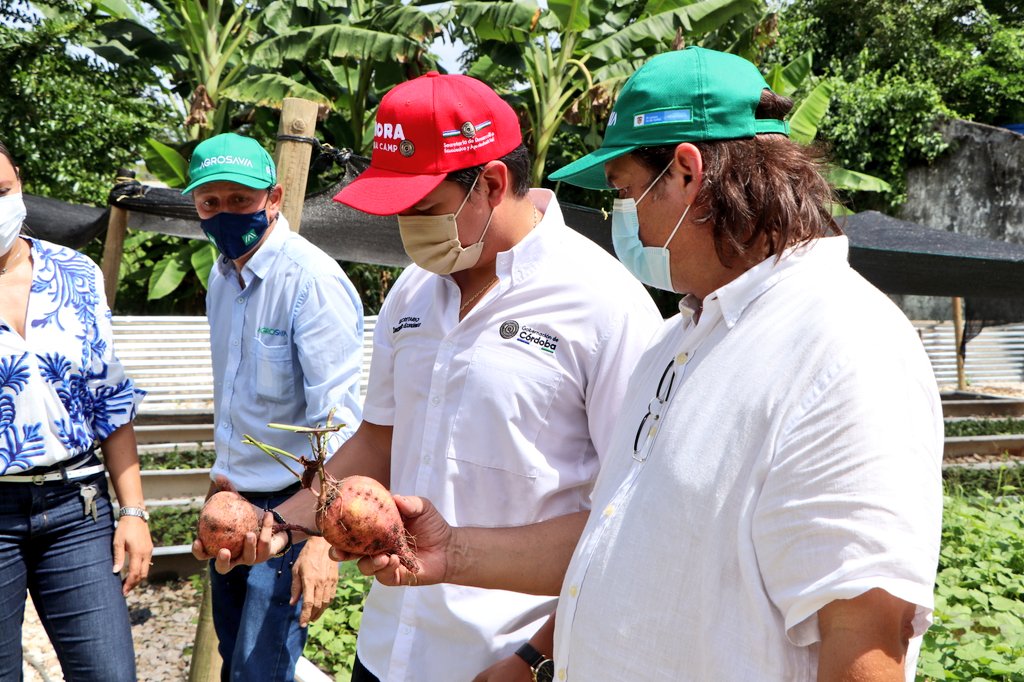 Photo of Gobernación de Córdoba y Agrosavia entregarán semillas a 950 familias campesinas