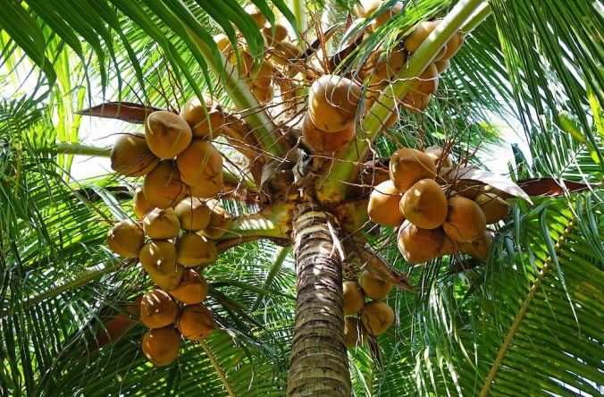 Photo of Murió tras caer de un palo de coco en zona rural de Ayapel