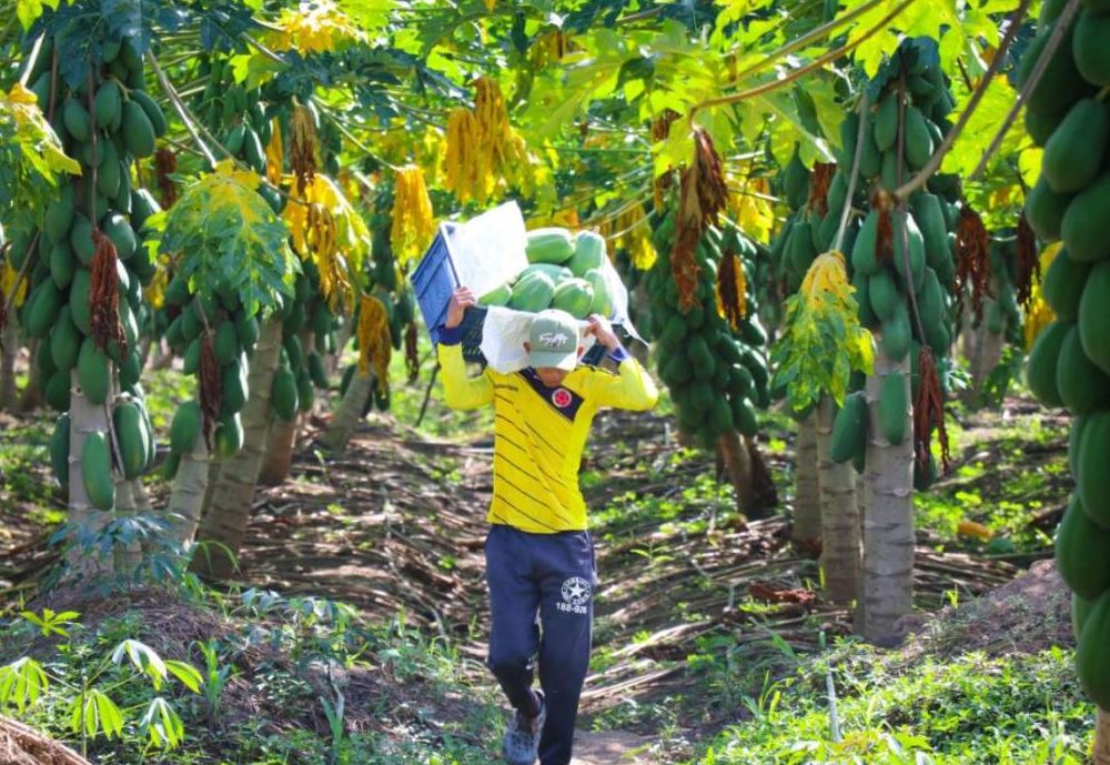 Photo of Las papayas cordobesas inundan el mercado nacional