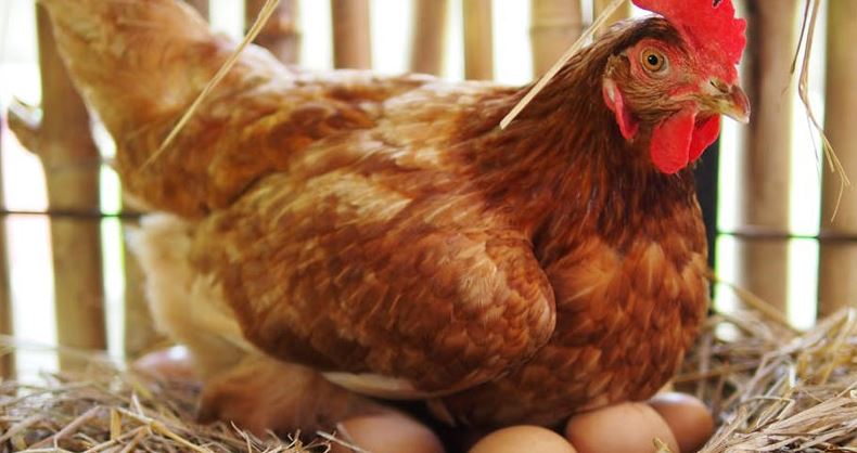 Photo of Macta llega: la canción que hace poner más huevos a las gallinas, dicen campesinas