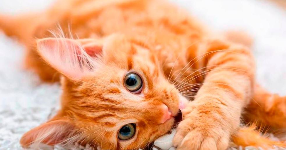 Photo of ¡Insólito! Mujer fue sorprendida amamantando a su gato en pleno vuelo