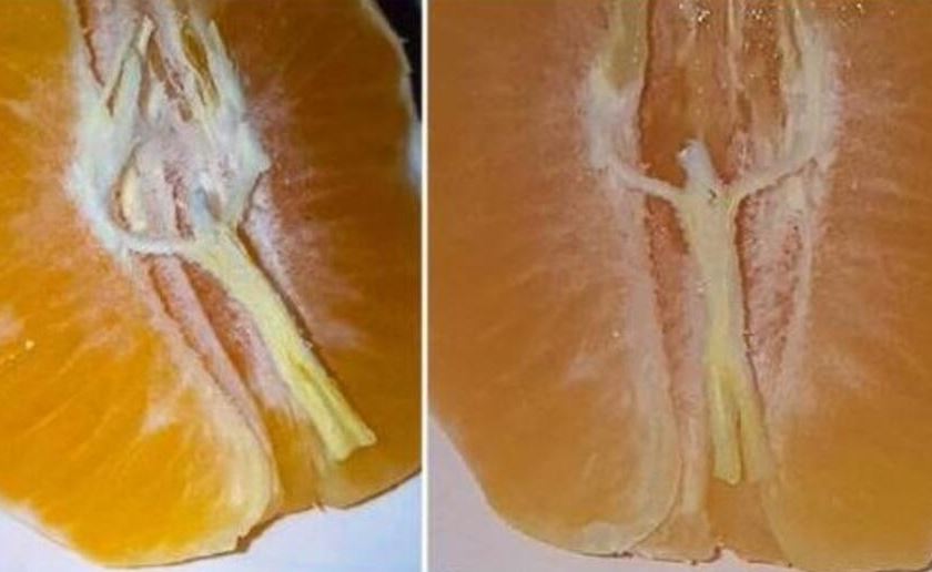Photo of En una mandarina aparece la imagen de Jesús crucificado