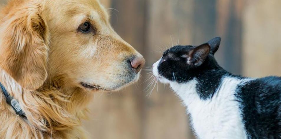 Photo of Hombre se divorció de su esposa y ahora debe pagar para el sustento de 5 perros y un gato