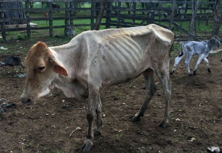 Photo of Más de mil reses muertas por falta de alimento en Ayapel