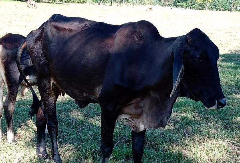 Photo of Alerta máxima por muerte de más de 3.000 reses en Ayapel