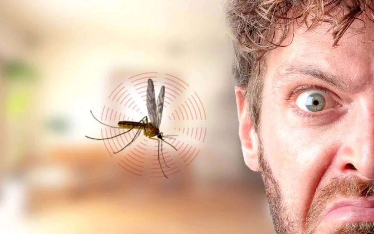 Photo of ¿Por qué los mosquitos zumban en las orejas?