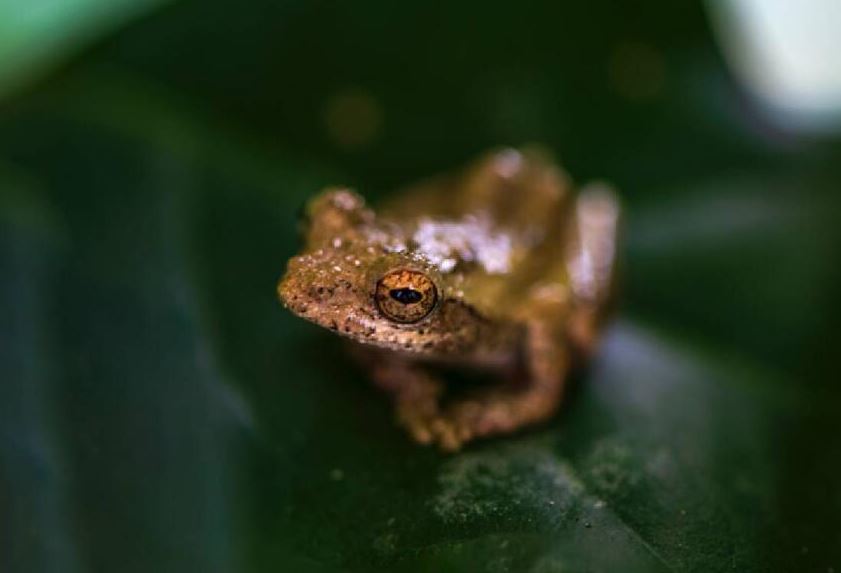Photo of Ranas pueden recuperar patas amputadas gracias a coctel químico