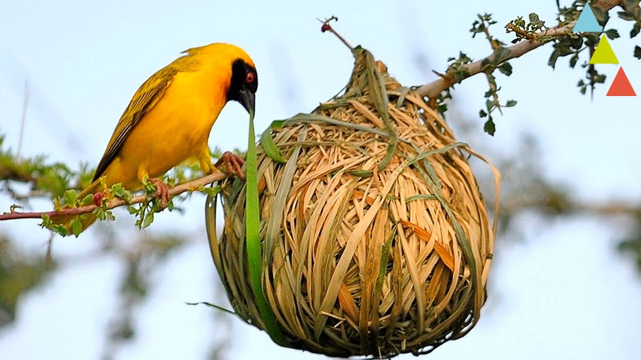 Photo of Palabra de Hoy | En sus alas